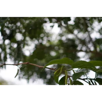Red Sandalwood Plants